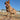 Breed Profile: Australian Cattle Dog