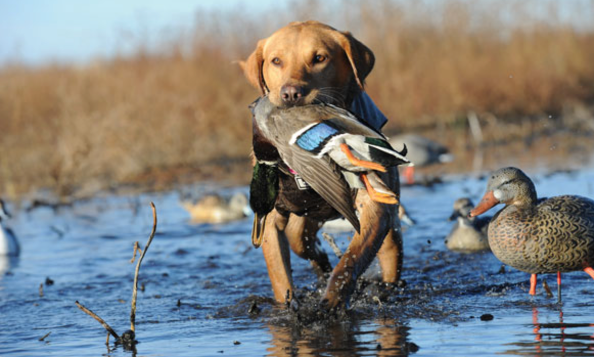 Breed Profile: Labrador Retriever