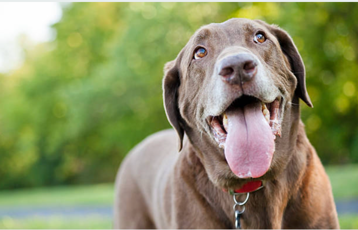 Make Sure You Don't Overheat Your Dog This Summer