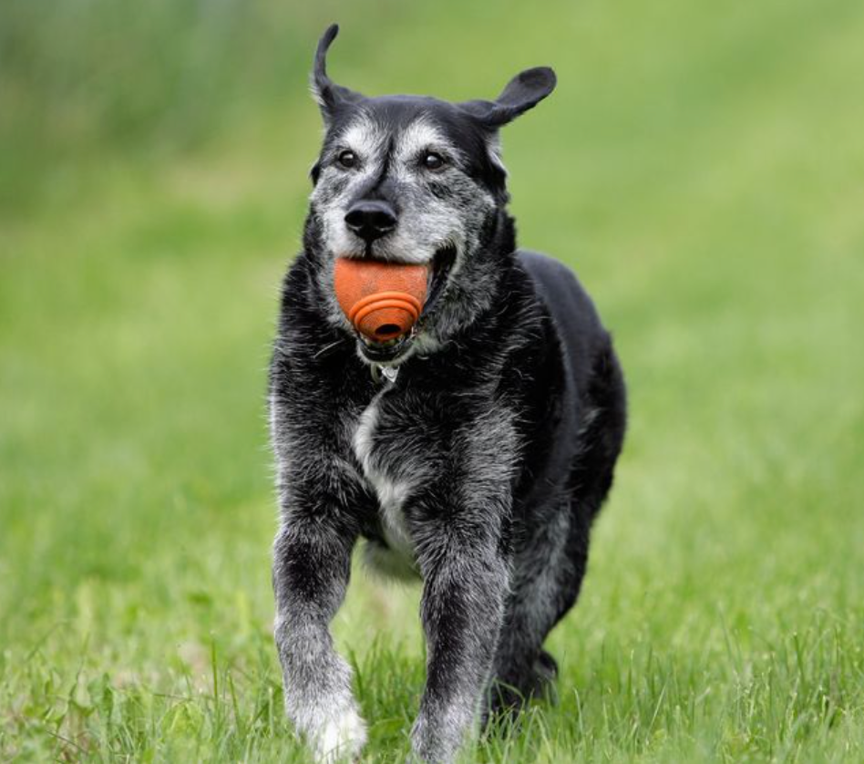 Building Muscle or Preventing Muscle Loss in Older Dogs