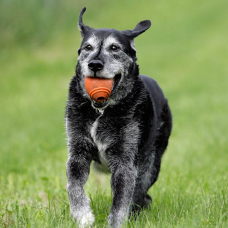 Building Muscle or Preventing Muscle Loss in Older Dogs