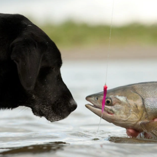 MUST READ before feeding your dog any fish oil supplement!