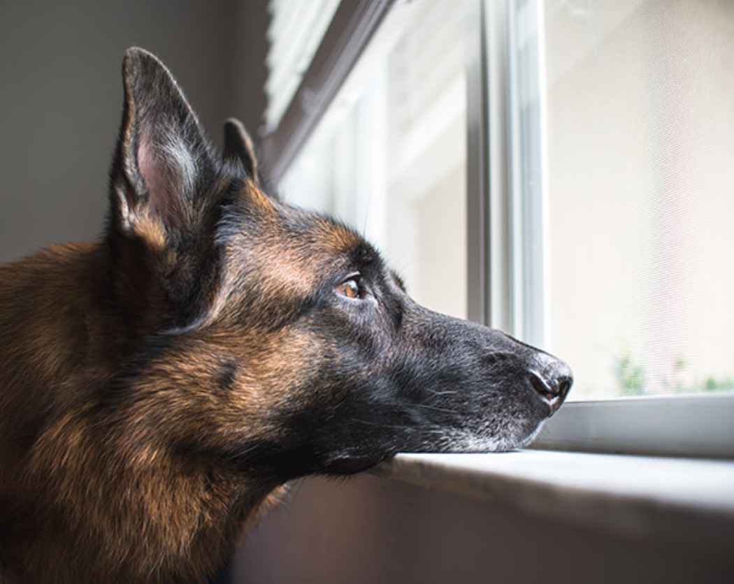 4 Ways to Mentally Stimulate Your Dog on Rainy Days
