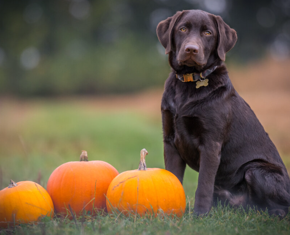 Does pumpkin help dogs with vomiting deals