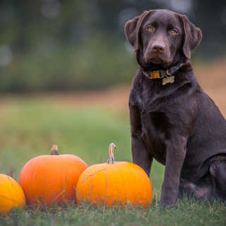 Improve Your Dog's Health and Wellness with the Power of Pumpkin Powder
