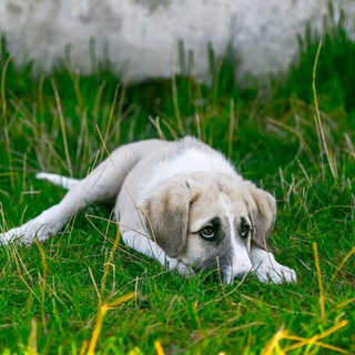 Guide to Helping Your Dog's Upset Stomach Fast