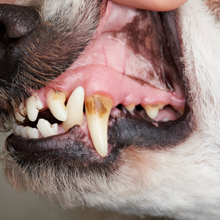 5 Essential Dental Care Tips for Your Fur Baby: Keeping Your Pup's Teeth Healthy and Happy
