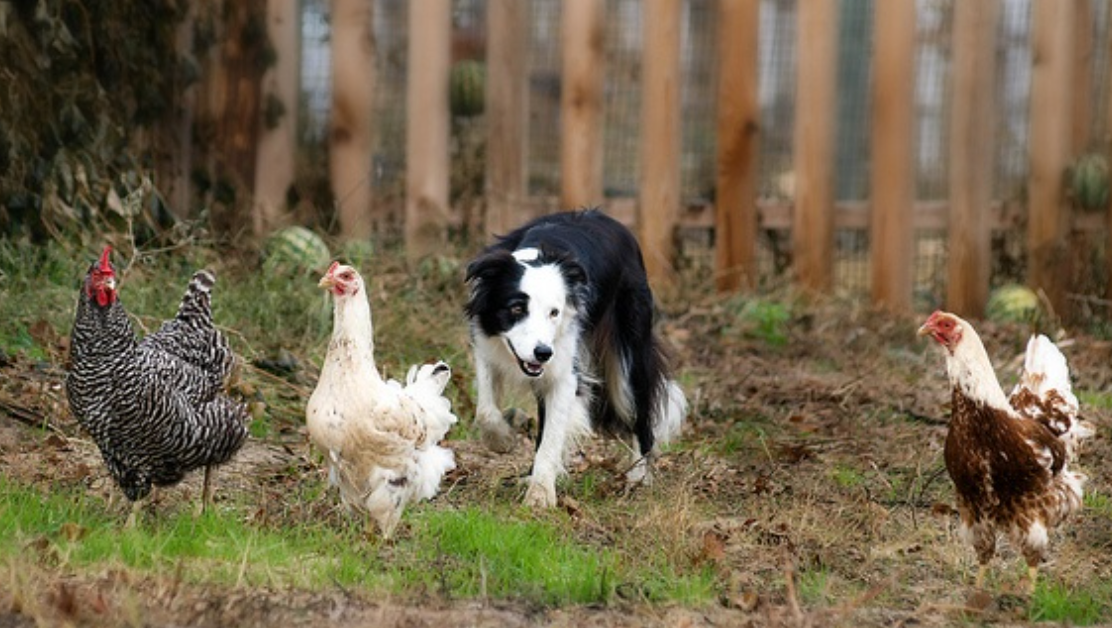 How to Teach Your Dog to Herd Chickens BACK 40 Dogs