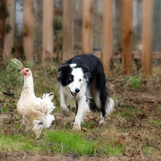 How to Teach Your Dog to Herd Chickens