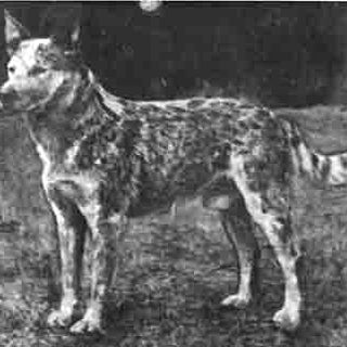 Breed History: The Australian Cattle Dog