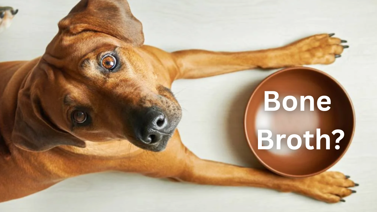 Why More Vets Are Recommending Bone Broth for Dogs in 2025 (And What Most Dog Owners Still Get Wrong)