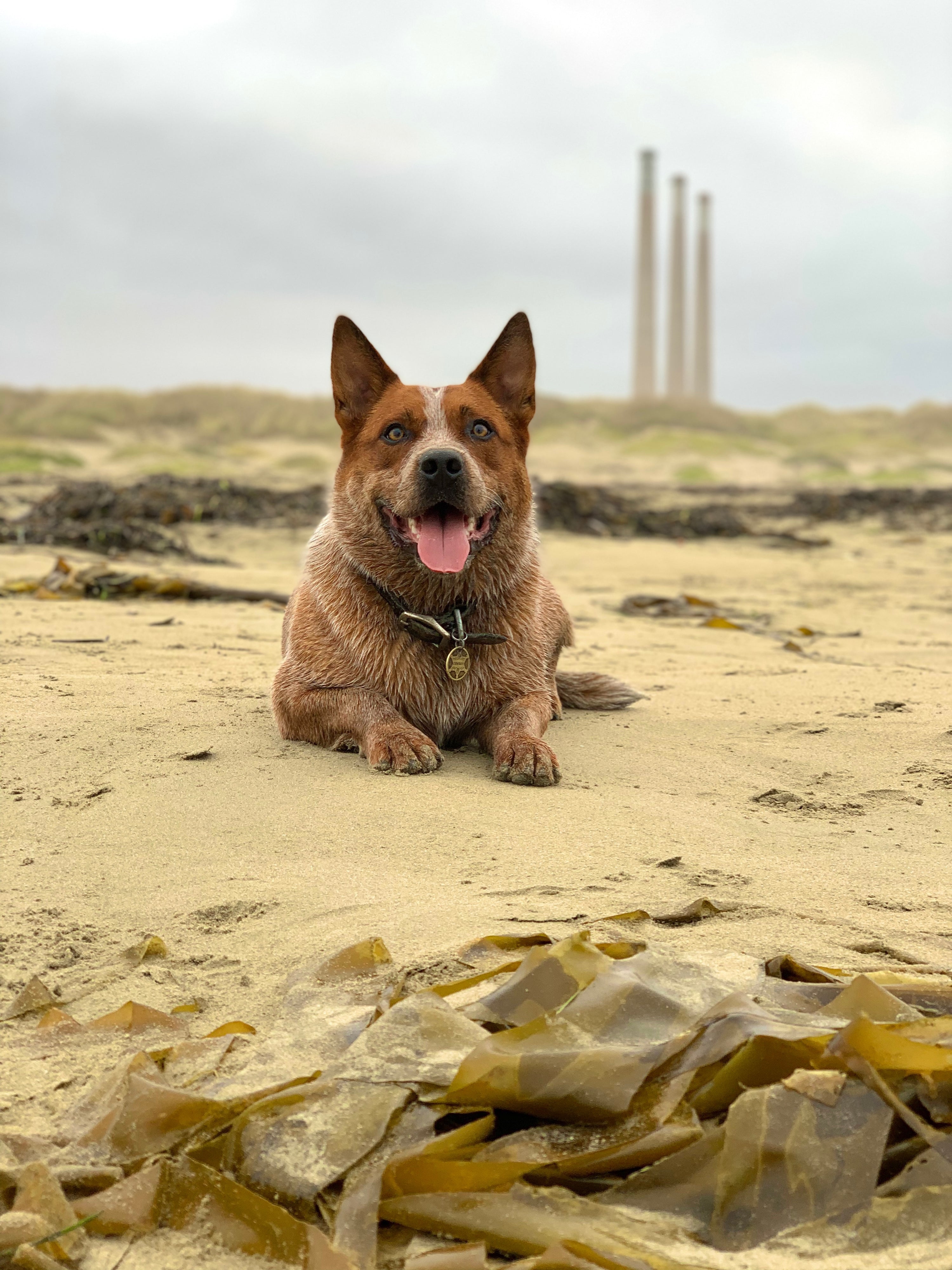 How Kelp Can Incredibly Improve Your Dogs Health
