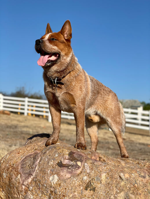 Breed Profile: Australian Cattle Dog