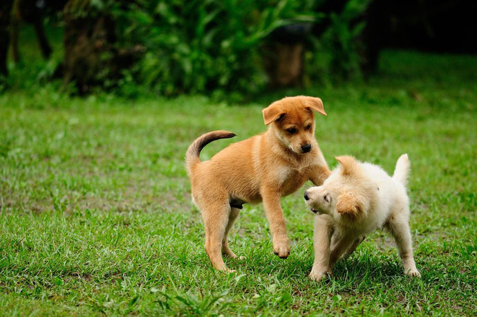 The Importance of Early Puppy Socialization