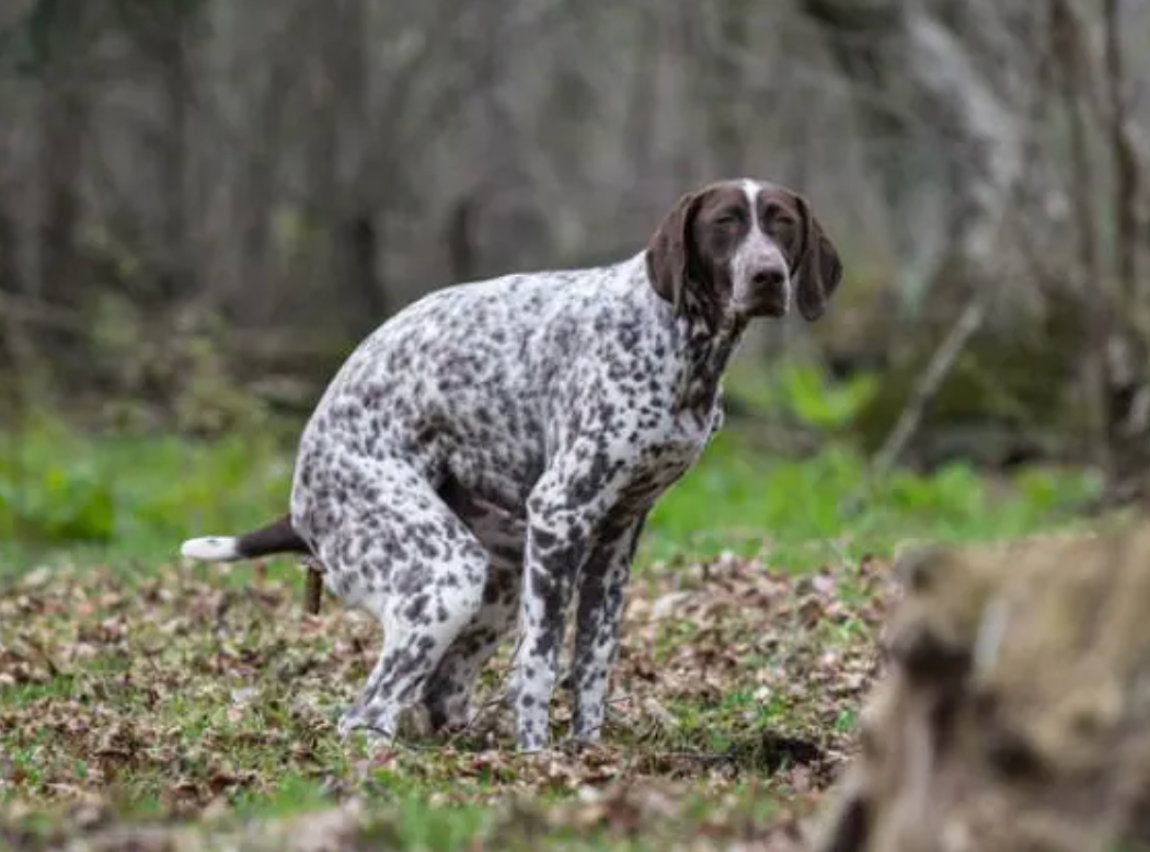 Doggy Diarrhea - Make Sure it Doesn't Happen Again