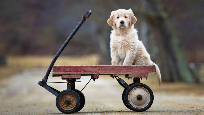 What No One Talks About When Picking a Puppy