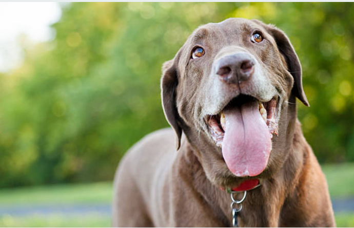 Make Sure You Don't Overheat Your Dog This Summer