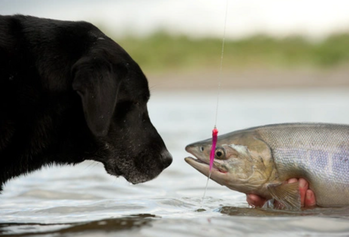 MUST READ before feeding your dog any fish oil supplement!