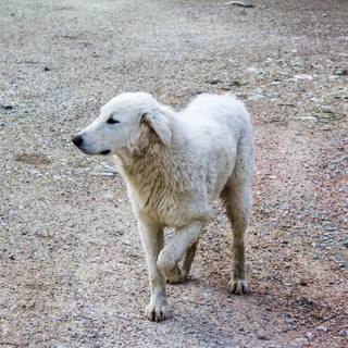 Arthritis in Dogs: Understanding the Condition and How to Combat It