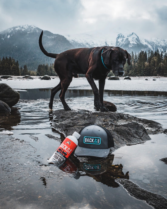 The Foundations of Wild Alaskan Fish Oil for Your Dog