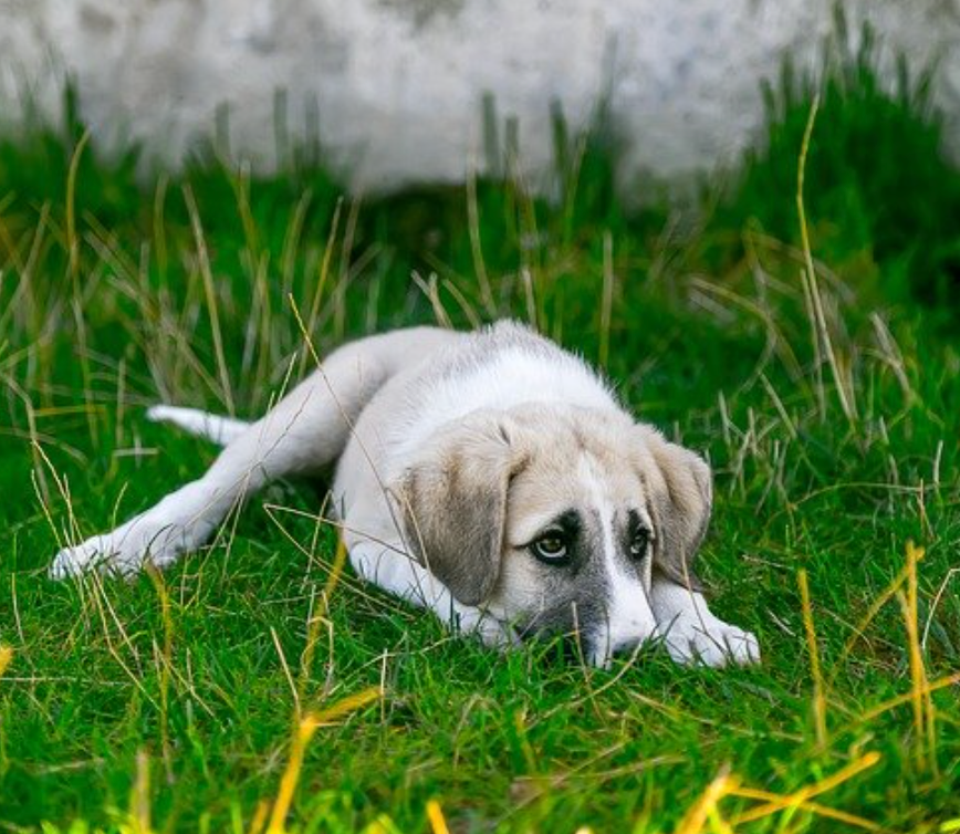 Guide to Helping Your Dog's Upset Stomach Fast