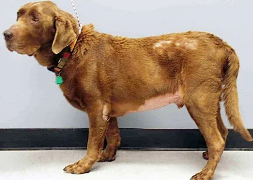 Natural Remedies for Dogs with Thyroid Issues: The Secret Benefits of Kelp and Other Supplements