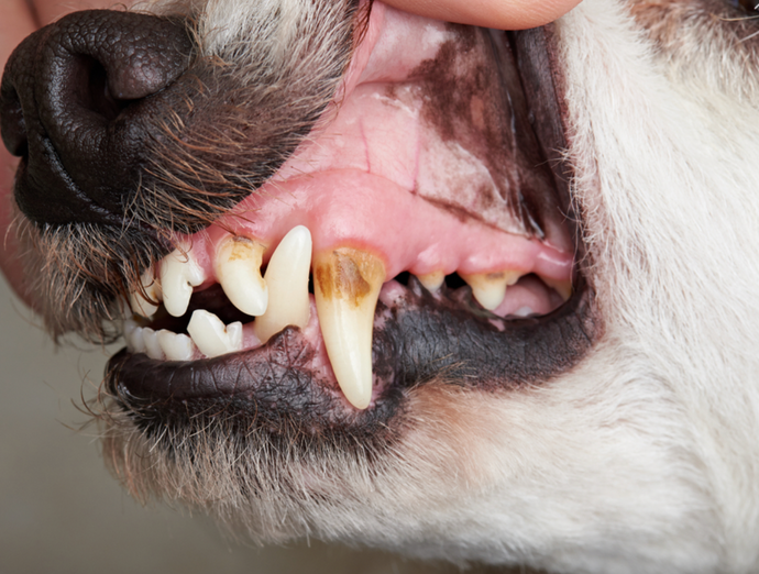 5 Essential Dental Care Tips for Your Fur Baby: Keeping Your Pup's Teeth Healthy and Happy
