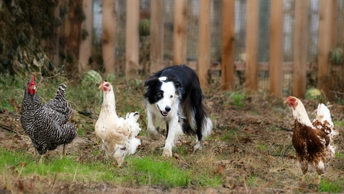How to Teach Your Dog to Herd Chickens