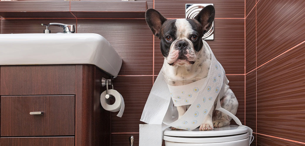 Natural Remedies to Fix Dog Diarrhea: Harnessing the Power of Pumpkin
