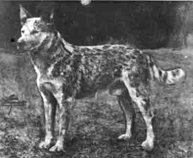 Breed History: The Australian Cattle Dog