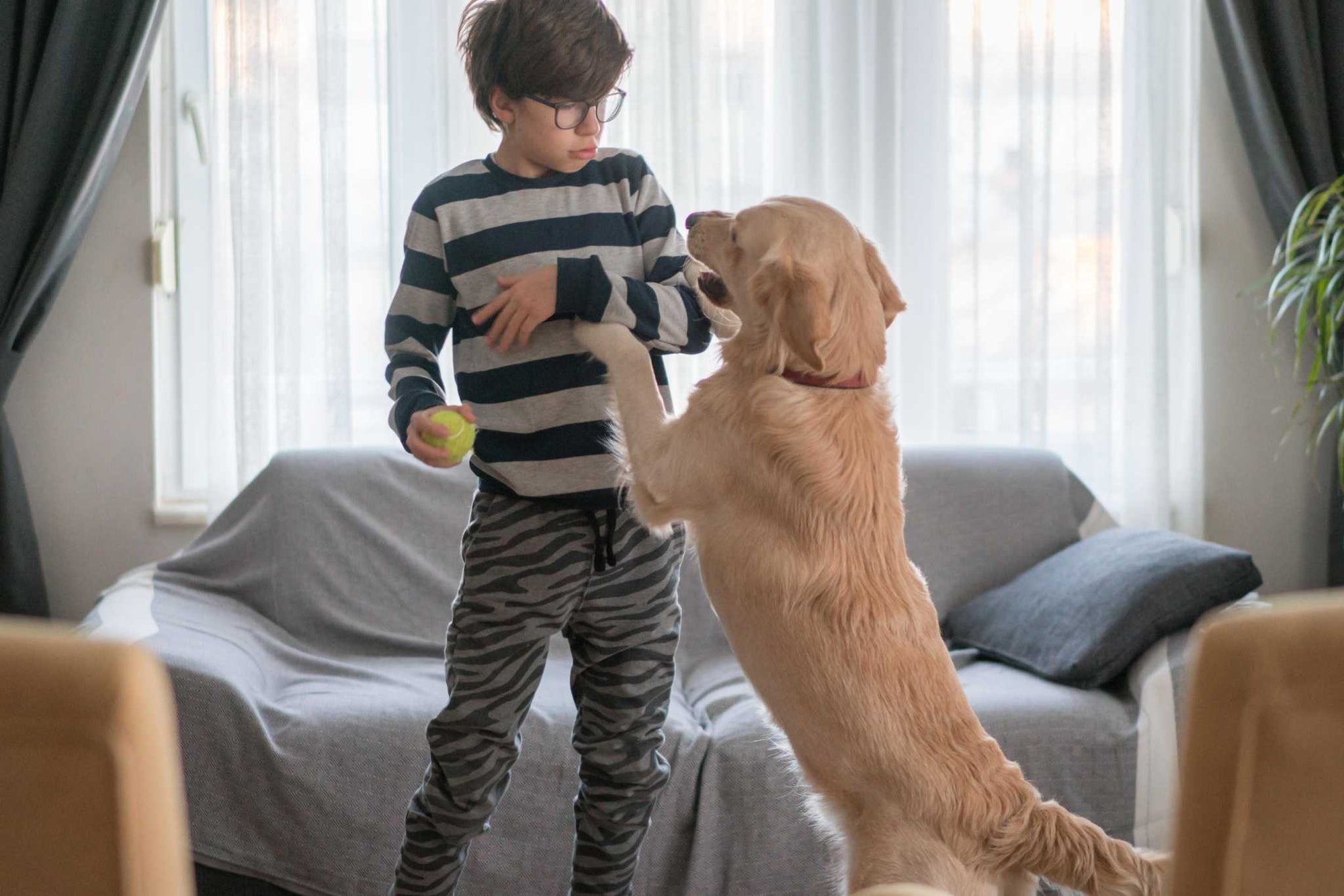 How To Stop Your Dog From Jumping On Visitors