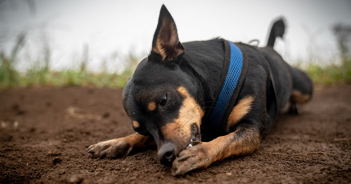 Soothe Your Dog's Itchy Paws with Healthy Probiotics: The Power of Kelp