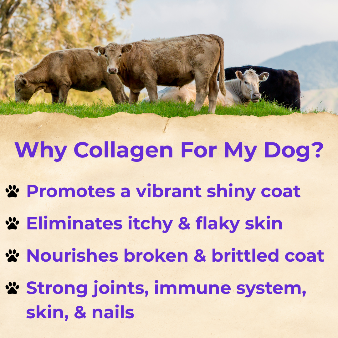 Liquid Collagen