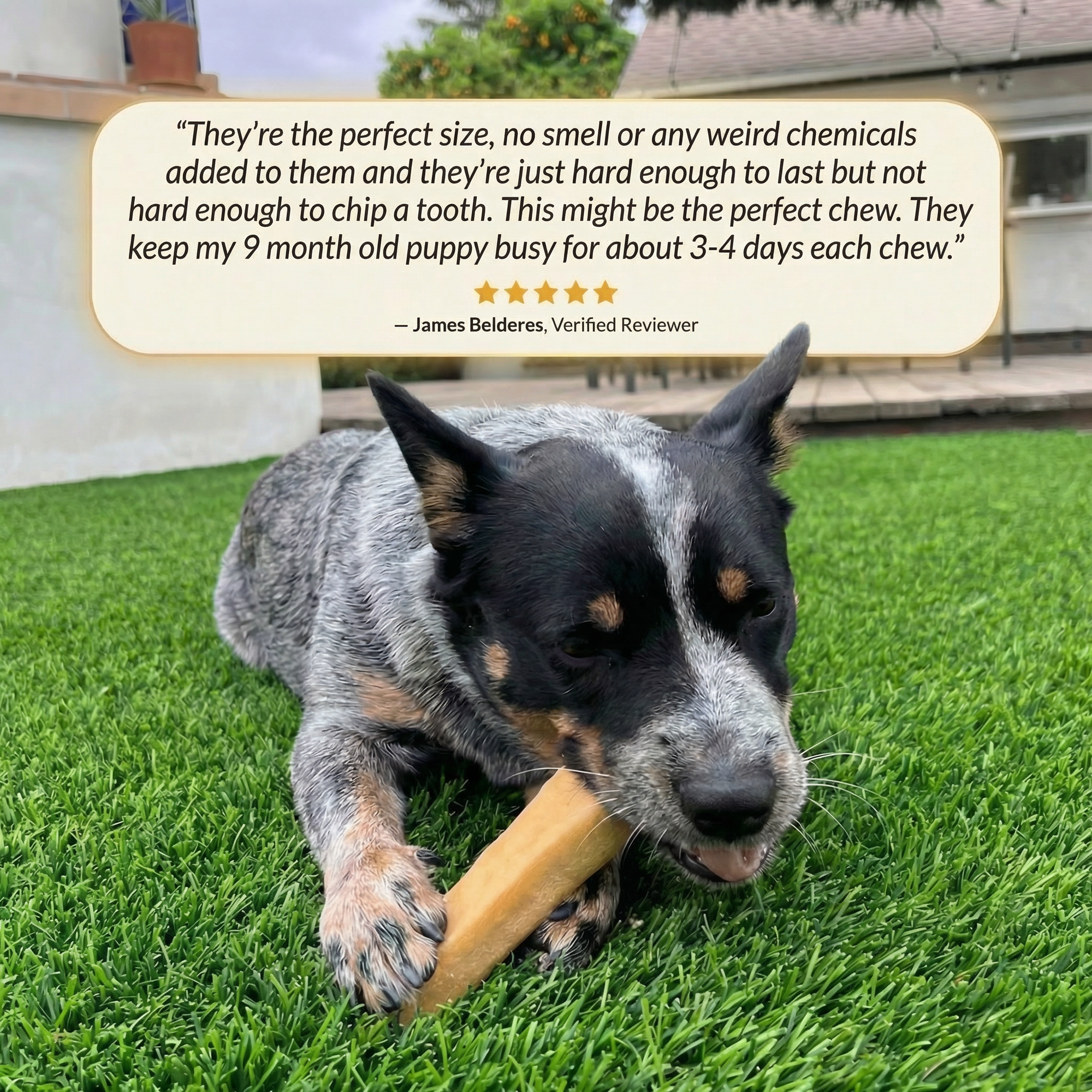 YAK CHEESE HIMALAYAN DOG CHEWS