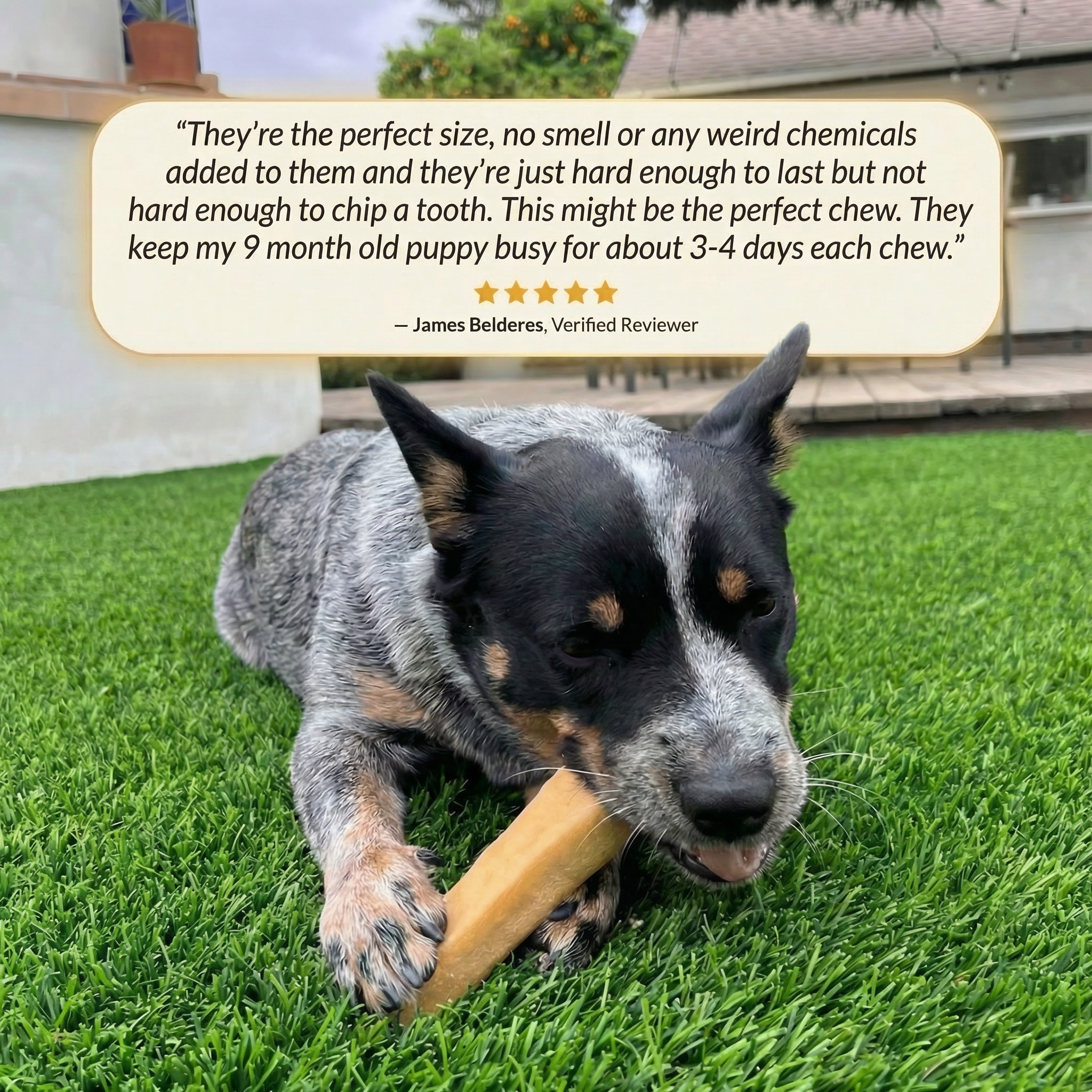 YAK CHEESE HIMALAYAN DOG CHEWS