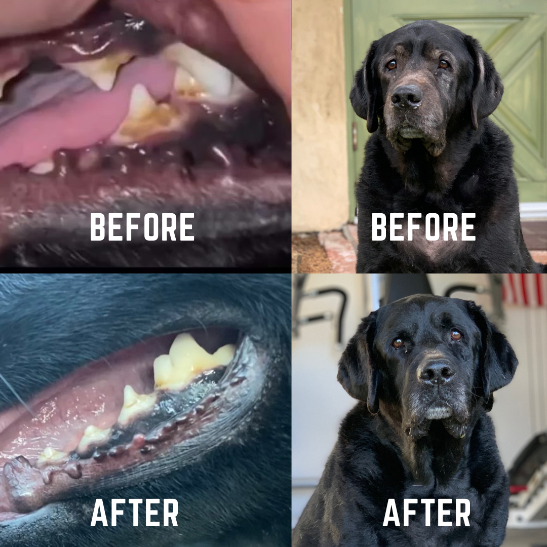 Kelp powder for dogs teeth best sale