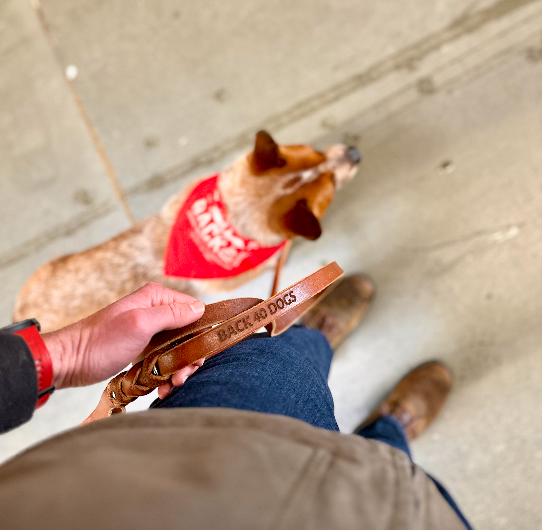 The 100 Year Leash: 6'
