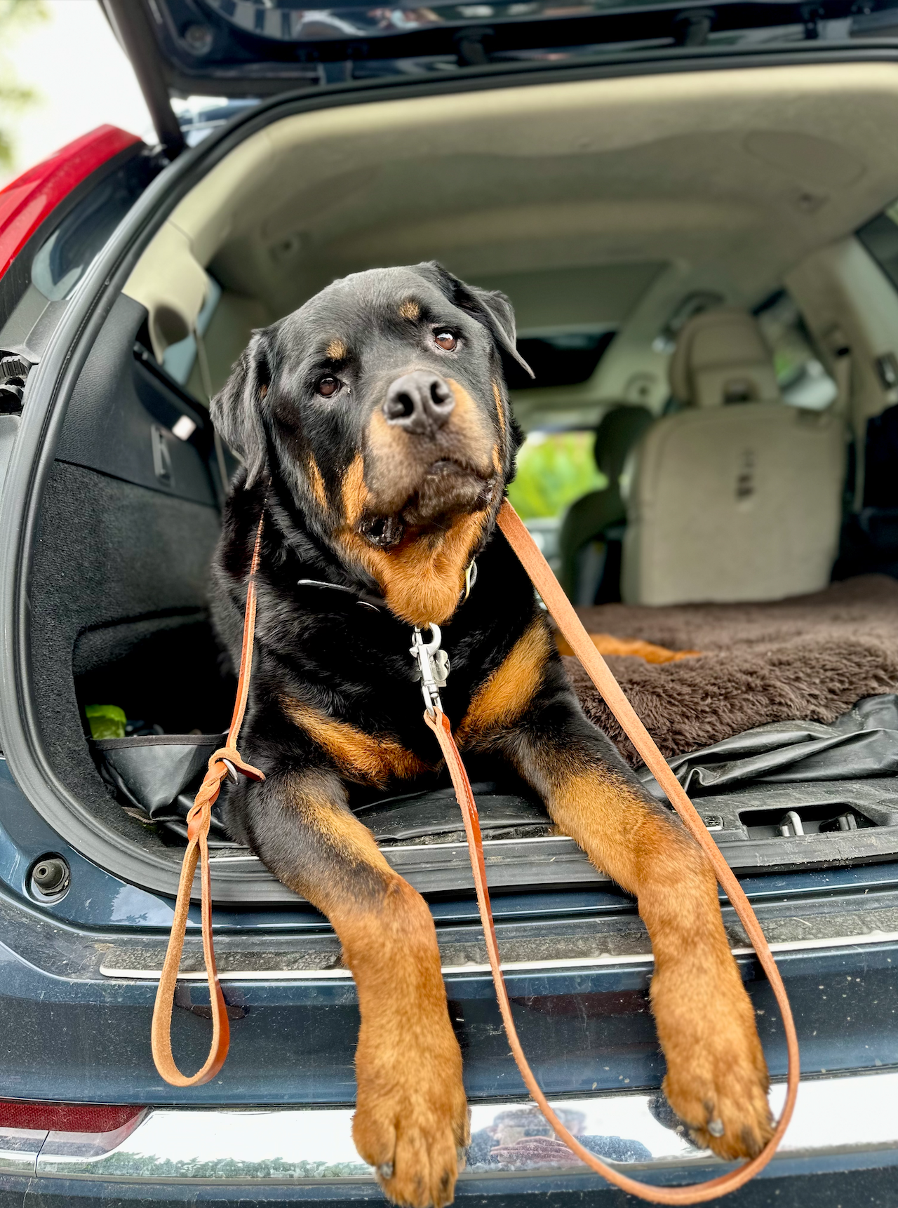 The 100 Year Leash: 6'